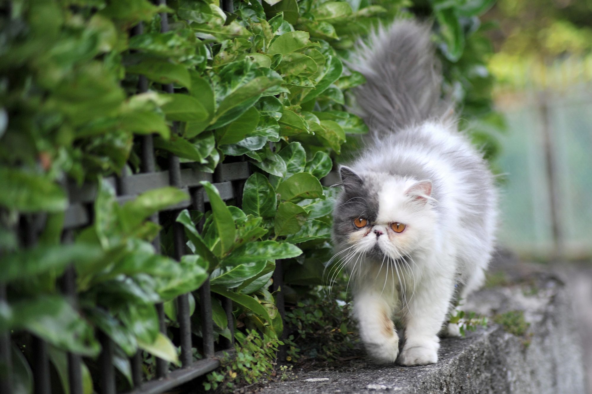 Trong cỏ có chứa Axit folic - vitamin thiết yếu giúp cơ thể mèo sản xuất Hemoglobin, giúp vận chuyển oxi trong máu