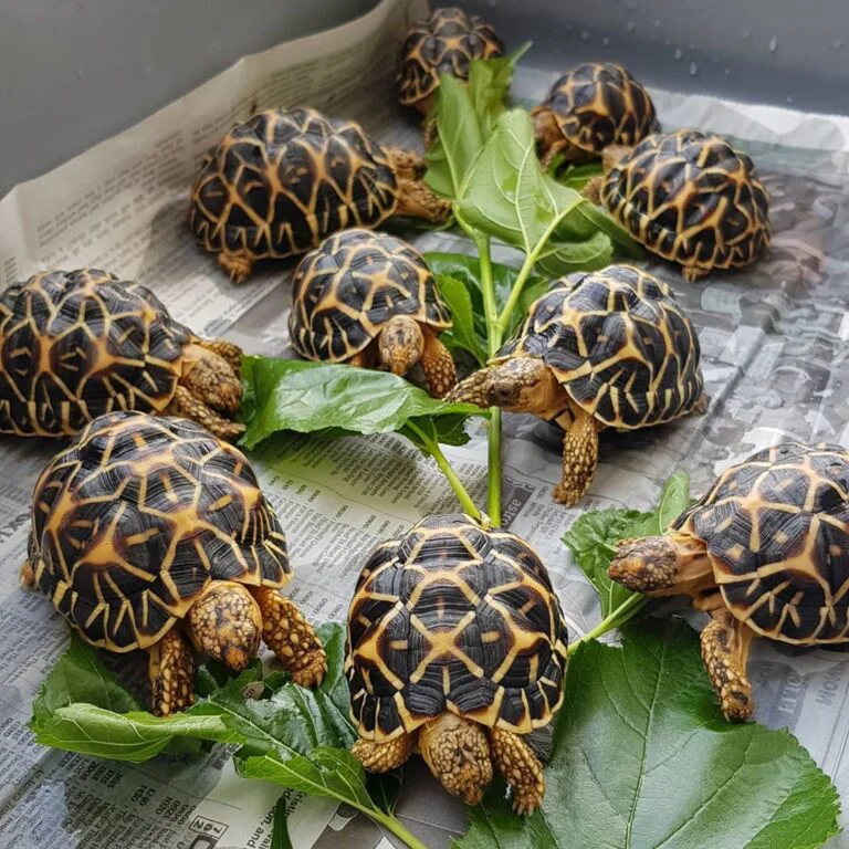 nuôi rùa phong thủy trong nhà